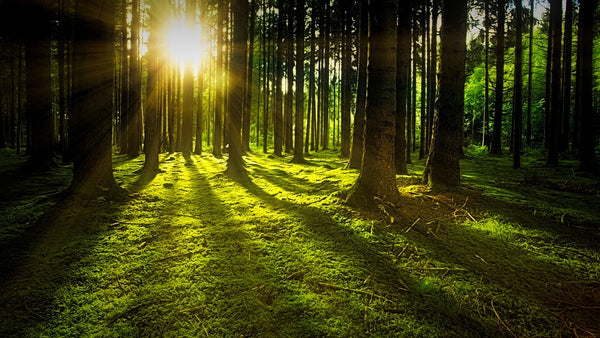 How Wood Scents Affect the Human Body